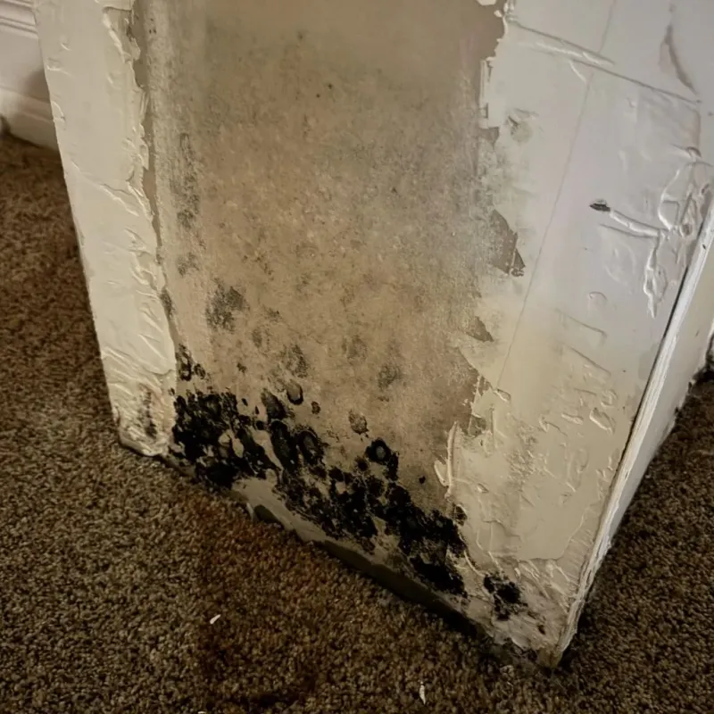 Professional Mold Removal in Allegan, MI